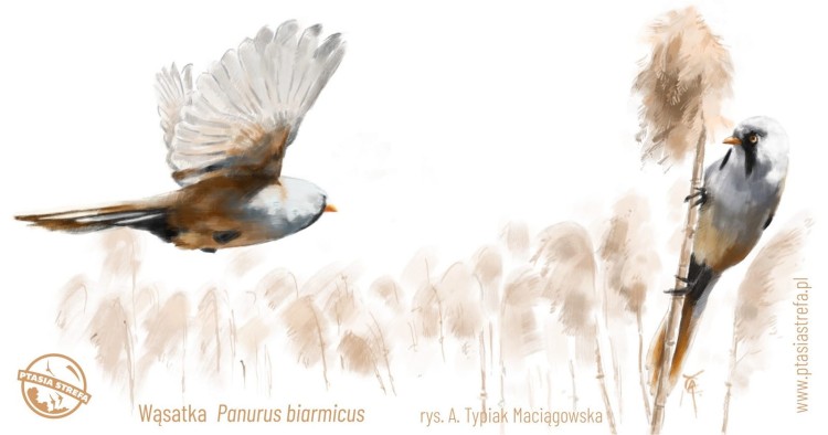KB21BP-wasatka.jpg