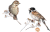 potrzos-koszulka.png