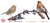 rys-KJS041-rudzik.PNG