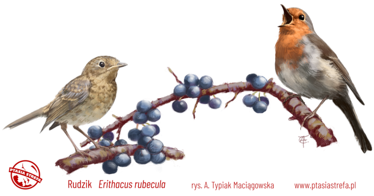 rys-KB21BPC-rudzik.PNG