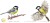 KJS047-bogatka.png