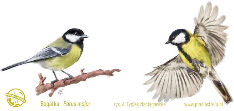 KJS047-bogatka.png
